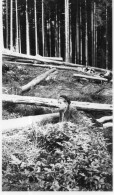 Photographie Vintage Photo Snapshot Bois Forêt Arbre Tree Enfant Béret - Anonieme Personen