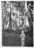 Photographie Vintage Photo Snapshot Arbre Fromage Tree Colonial Dos Casque Back - Anonieme Personen