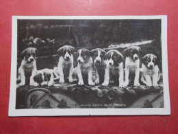 Carte Postale - Jeunes Chiens Du St Bernard (B445) - Dogs