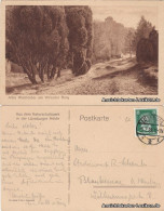 Ansichtskarte .Niedersachsen Alter Wacholder Am Wilseder Berg 1928 - Lüneburger Heide