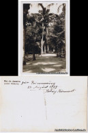 Postcard Rio De Janeiro Botanischer Garten (Jardim Botanica) 1929 - Rio De Janeiro