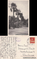 Ansichtskarte Brissago Garten / Giardino Sull' Isola 1929 - Other & Unclassified