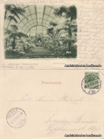 Ansichtskarte Leipzig Palmengarten - Palmenhaus Innen 1899 - Leipzig