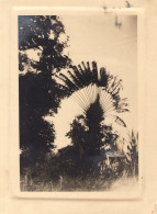 Photo L'arbre à Voyageur Aux Iles Saintes  - Guadeloupe Mer Des Caraïbes - America