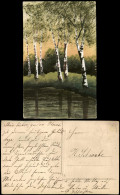 Ansichtskarte  Stimmungsbild Natur, Birken Wäldchen, Künstlerkarte 1920 - Unclassified