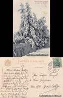 Bärenfels (Erzgebirge)-Altenberg (Erzgebirge) Winter Im Erzgebirge 1915  - Altenberg