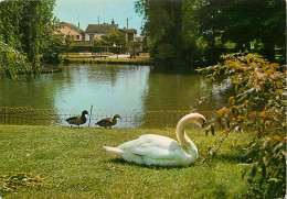 93 - Aulnay Sous Bois - Le Parc Du Vieux Pays - Cygnes - Canards - CPM - Voir Scans Recto-Verso - Aulnay Sous Bois