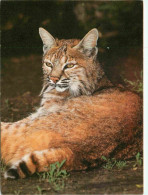 Animaux - Fauves - Lynx - CPM - Voir Timbre - Voir Scans Recto-Verso - Other & Unclassified