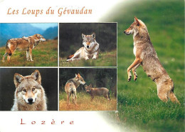 Animaux - Loups - Les Loups Du Gévaudan - Multivues - CPM - Voir Scans Recto-Verso - Otros & Sin Clasificación