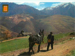 Animaux - Anes - Pyrénées - Roussillon - Scène Paysanne Des Hautes Vallées - Donkeys - Burros - Esel - Asini - CPM - Car - Anes