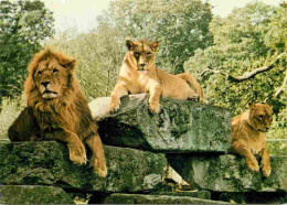 Animaux - Fauves - Lion - Lions Basking On The Rocks At Windsor Safari Park And Sea World - Zoo - CPM - Carte Neuve - Vo - Leones