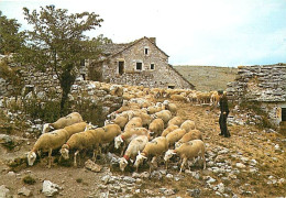 Animaux - Moutons - Départ De La Bergerie - CPM - Carte Neuve - Voir Scans Recto-Verso - Otros & Sin Clasificación