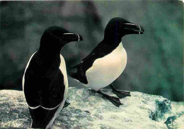 Animaux - Oiseaux - La Bretagne En Couleurs - Petits Pingouins - CPM - Voir Scans Recto-Verso - Birds