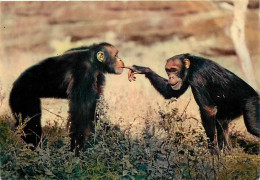 Animaux - Singes - Faune Africaine - Chimpanzés - CPM - Voir Scans Recto-Verso - Singes