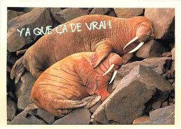 Animaux - Morses - CPM - Voir Scans Recto-Verso - Otros & Sin Clasificación