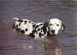 Chiens - CPM - Voir Scans Recto-Verso - Hunde