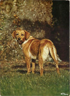 Chiens - CPM - Voir Scans Recto-Verso - Hunde