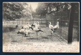 Anvers. Jardin-zoologique (1844). Les Cigognes. 1901 - Antwerpen