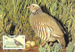 Gibraltar - Maximum Card 1991 : Barbary Partridge -   Alectoris Barbara - Perdiz Pardilla & Colín