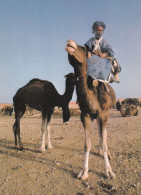 Maroc Typique Souk Des Chameaux - Autres & Non Classés