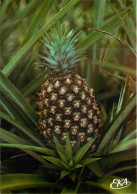 Afrique Noire - Fruit D'Afrique - 20 - Ananas - CPM - Voir Scans Recto-Verso - Unclassified