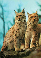 Animaux - Fauves - Lynx - CPM - Voir Scans Recto-Verso - Otros & Sin Clasificación