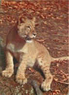 Animaux - Fauves - Lion - Miejski Ogrod Zoologiczny Wybrzeza - Lionceau - Zoo - CPM - Voir Scans Recto-Verso - Lions