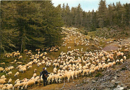 Animaux - Moutons - Retour De La Transhumance - CPM - Carte Neuve - Voir Scans Recto-Verso - Otros & Sin Clasificación