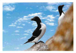 Animaux - Oiseaux - Pingouin Torda - Flamme Postale - CPM - Voir Scans Recto-Verso - Vögel