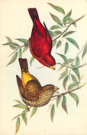 Animaux - Oiseaux - Art - Dessin - Peinture - Haematospiza - J Gould - CPM - Voir Scans Recto-Verso - Vögel