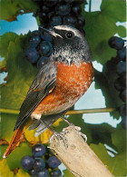 Animaux - Oiseaux - Rouge-queue - Phoenicurus Phoenicurus - Gartenrotschwanz - Redstart - Raisins - Carte Neuve - CPM -  - Birds