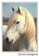 Animaux - Chevaux - Camargue - Portrait De Cheval - Camarguais - Voir Scans Recto Verso  - Cavalli