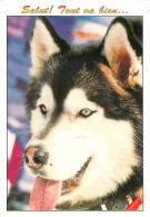 Animaux - Chiens - Husky - Flamme Postale - CPM - Voir Scans Recto-Verso - Hunde