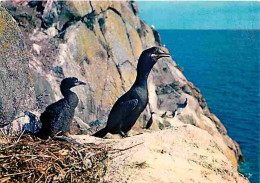 Animaux - Oiseaux - Cormorans Huppés - CPM - Voir Scans Recto-Verso - Birds