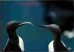 Animaux - Oiseaux - Guillemots De Troil - CPM - Voir Scans Recto-Verso - Birds