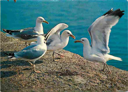 Animaux - Oiseaux - Goélands Argentés - CPM - Voir Scans Recto-Verso - Birds