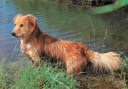 Chiens - CPM - Voir Scans Recto-Verso - Hunde