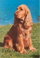 Chiens - CPM - Voir Scans Recto-Verso - Dogs