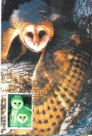 China - Maximum Card 1995 :  Eastern Grass Owl  -  Tyto Longimembris - Uilen