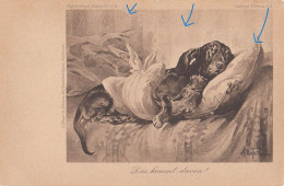 Dackel Teckel Bassotto Dachshund Dog Lying In Bed Old Postcard - Hunde