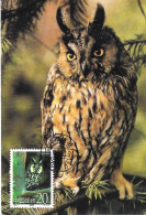 China - Maximum Card 1995 : Long-eared Owl  -  Asio Otus - Eulenvögel