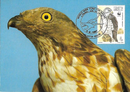 Malta - Maximum Card 1991 :  European Honey Buzzard  -  Pernis Apivorus - Eagles & Birds Of Prey