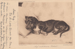 Dackel Teckel Bassotto Dachshund Dog Lying In Bed Old Postcard Signed J.von Holst 1901 - Dogs