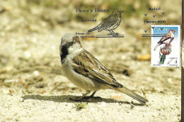 Spain - Maximum Card 2006 :   House Sparrow  -  Passer Domesticus - Songbirds & Tree Dwellers