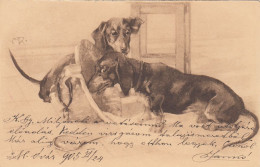 Dackel Teckel Bassotto Dachshund Dog Eating From A Pot Old Postcard 1905 - Hunde