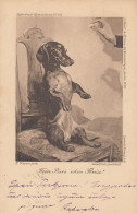 Dackel Teckel Bassotto Dachshund Dog Sitting On A Chair Old Postcard Signed K.Wagner 1902 - Dogs