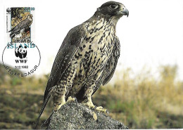 Iceland - Maximum Card 1992 :  Gyrfalcon   - Falco Rusticolus - Águilas & Aves De Presa