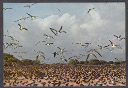 127511/ BIRD ISLAND, A Nesting Colony Of Sooty Terns - Manderscheid