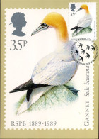 Verenigd Koninkrijk - MK - Vogel : Gannet                                            - Maximum Cards