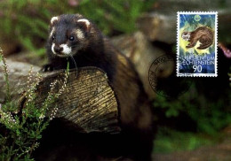 Liechtenstein - MK -  Polecat                          - Maximum Cards